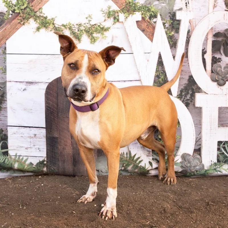 An adult large-sized male Red / Chestnut / Orange Pit Bull Terrier dog named Binky for adoption in Justin, TX