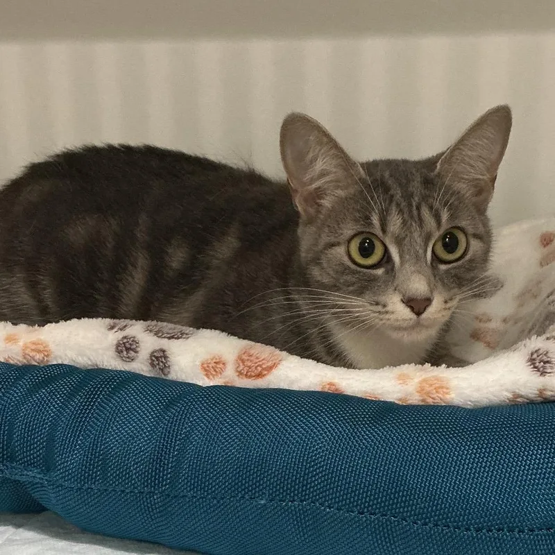 A young small-sized female Gray / Blue / Silver Domestic Short Hair cat named Halie for adoption in Elizabeth City, NC