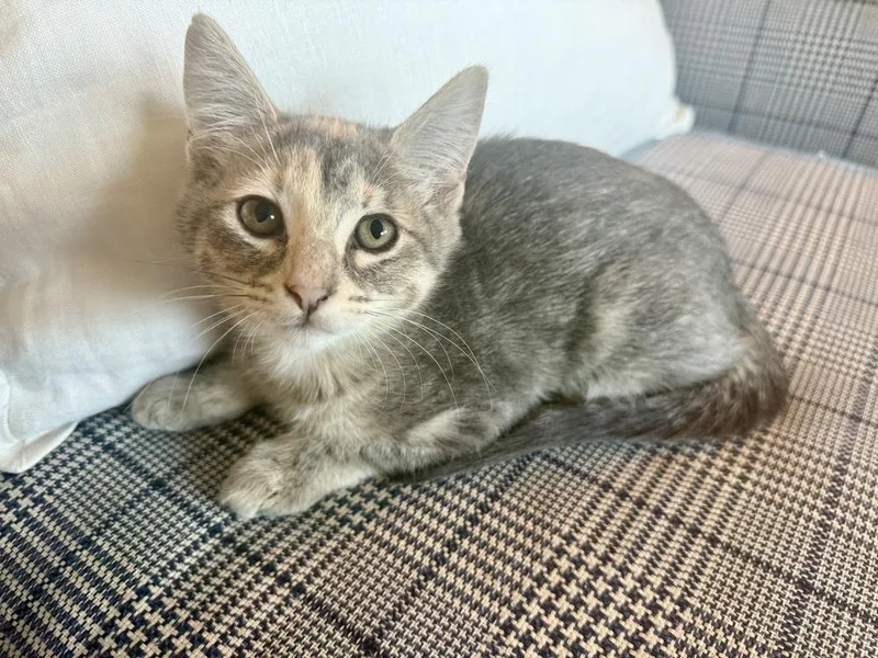 A baby small-sized female Brown / Chocolate Calico cat named Girl Scout for adoption in Dallas, TX