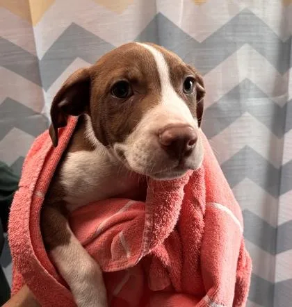 A baby small-sized male Terrier dog named Han for adoption in Honolulu, HI