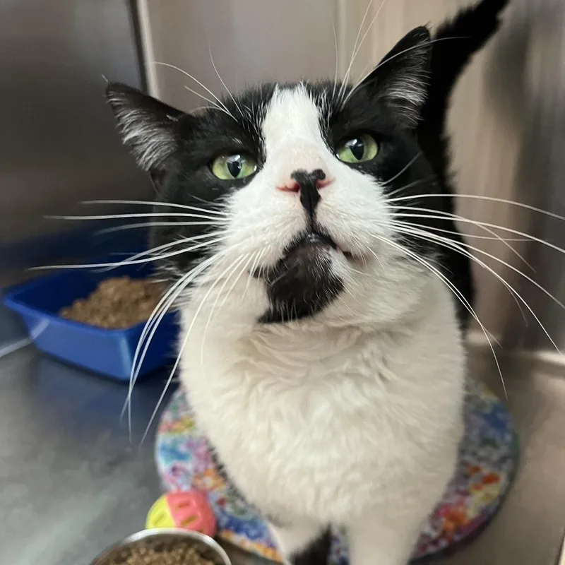 An adult large-sized male White Domestic Short Hair cat named Connor for adoption in Las Vegas, NV
