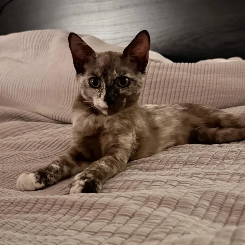 A baby small-sized female Orange / Red Domestic Short Hair cat named Chicken for adoption in Los Angeles, CA