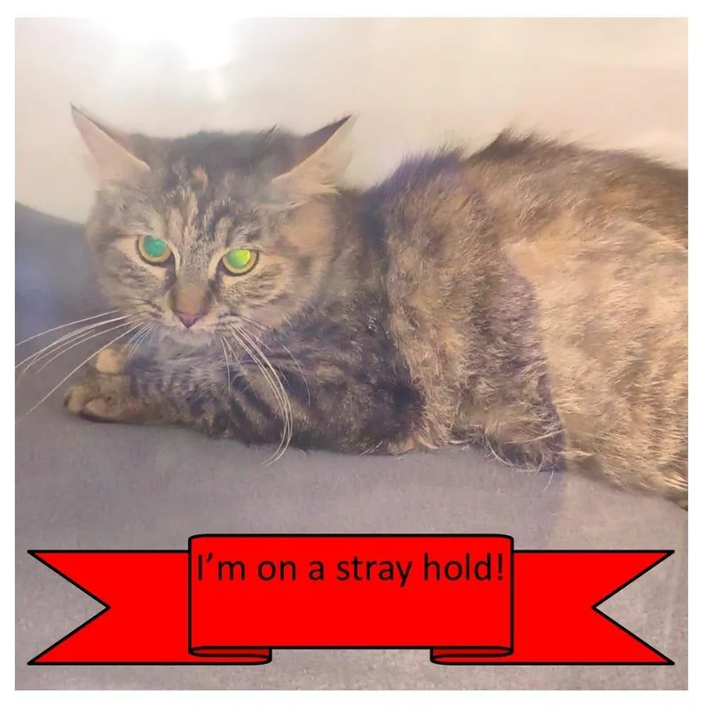 A young medium-sized female Brown / Chocolate Domestic Short Hair cat named Ms. Pompous The Third for adoption in Tulsa, OK