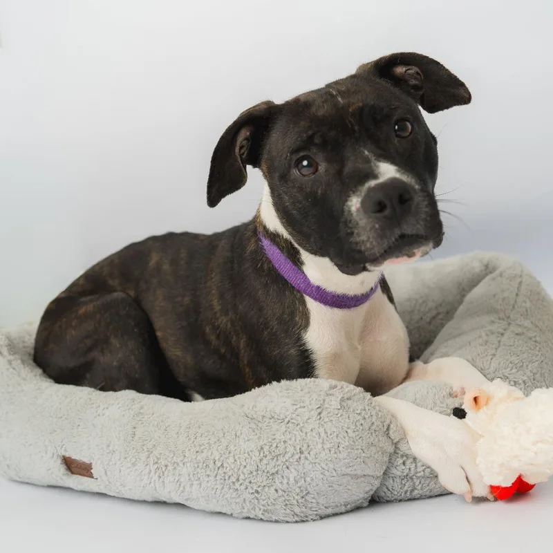 A young medium-sized female Brindle Mixed Breed dog named Spicket for adoption in Enfield, NH