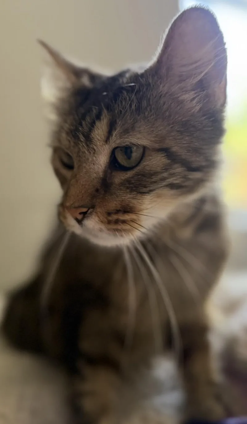 An adult medium-sized female Brown / Chocolate Domestic Short Hair cat named Loralee Brown for adoption in Chandler, AZ