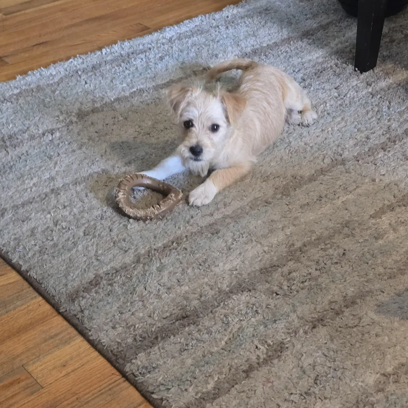 A baby small-sized female Apricot / Beige Cairn Terrier dog named Pebbles for adoption in Stockton, CA