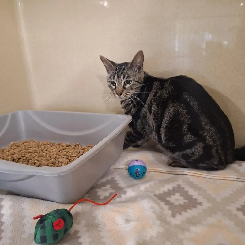 A young medium-sized female Domestic Short Hair cat named Gypsy for adoption in Gautier, MS