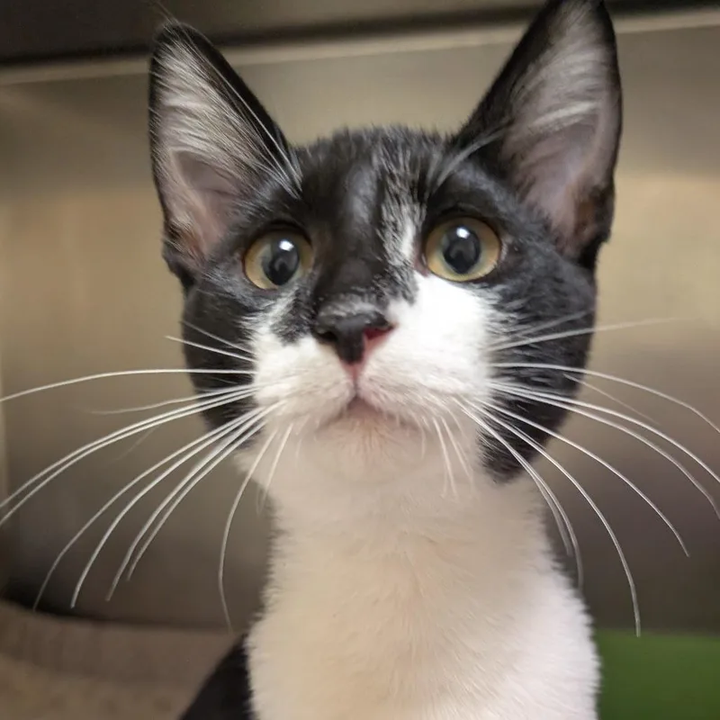 A baby medium-sized male Black Domestic Short Hair cat named Gingko for adoption in Sonoma, CA