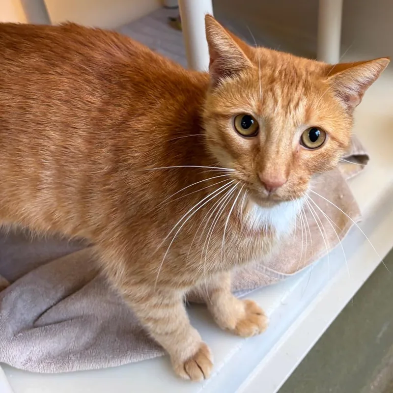 An adult large-sized male Orange / Red Domestic Short Hair cat named Petey for adoption in Harrisonburg, VA