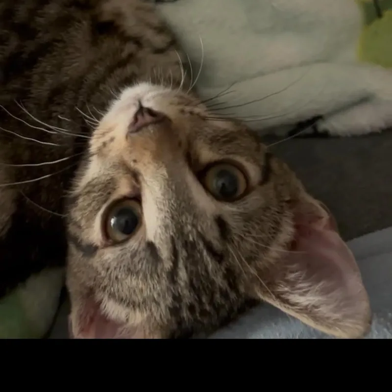 Cooper