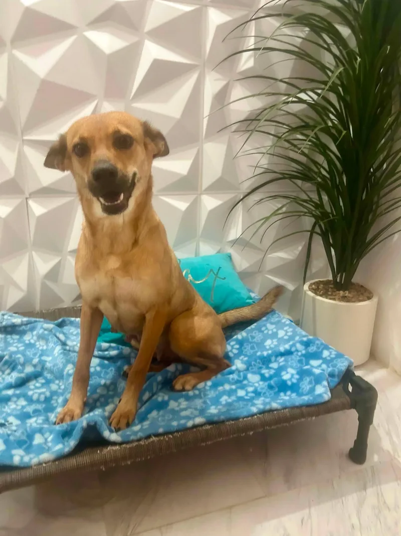 A young medium-sized female Golden Labrador Retriever dog named Catalina for adoption in Huntington, NY