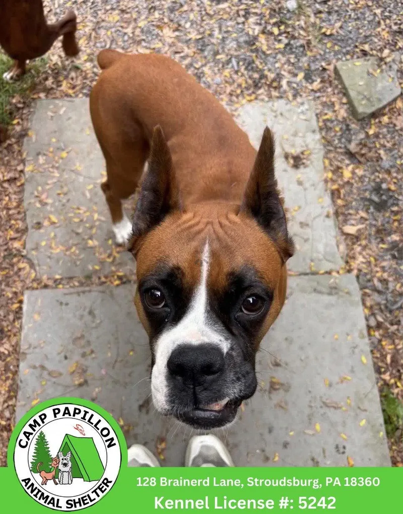 A young medium-sized female Boxer dog named Honey for adoption in Stroudsburg, PA