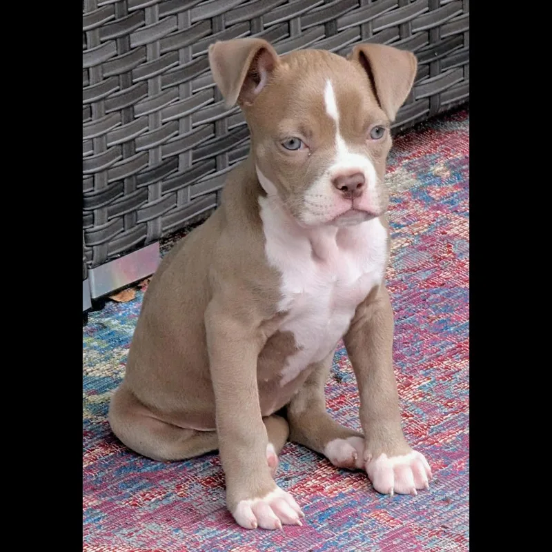 A baby medium-sized female Red / Chestnut / Orange Boxer dog named Frankie for adoption in Midlothian, VA