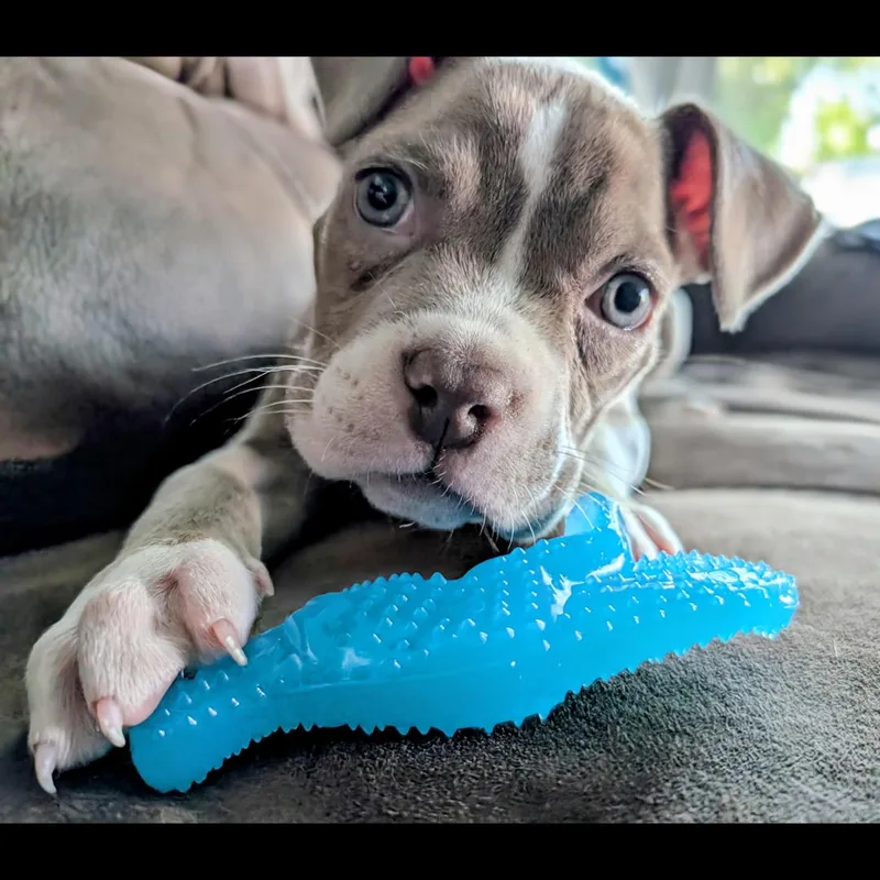 Frankie thumbnail 2