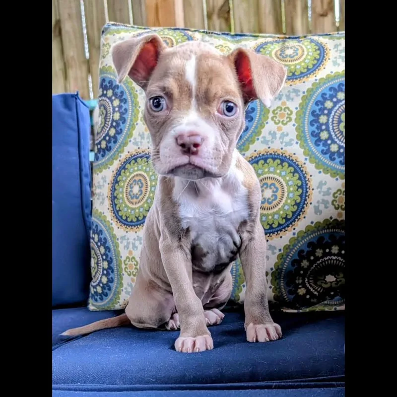Frankie thumbnail 3