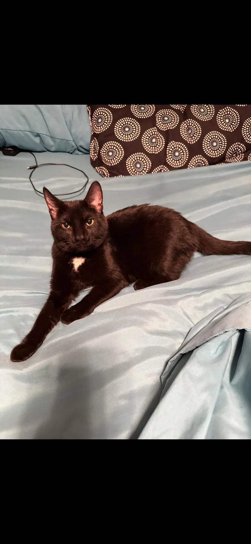 A young medium-sized female Black & White / Tuxedo Domestic Short Hair cat named Velvet for adoption in Seminole, OK