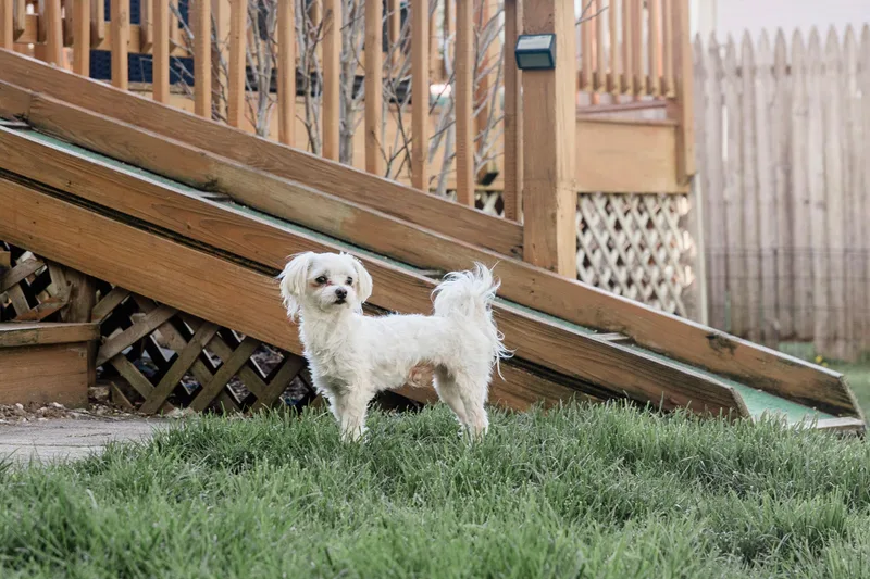 An adult small-sized male Maltese dog named Romeo for adoption in Delmar, NY