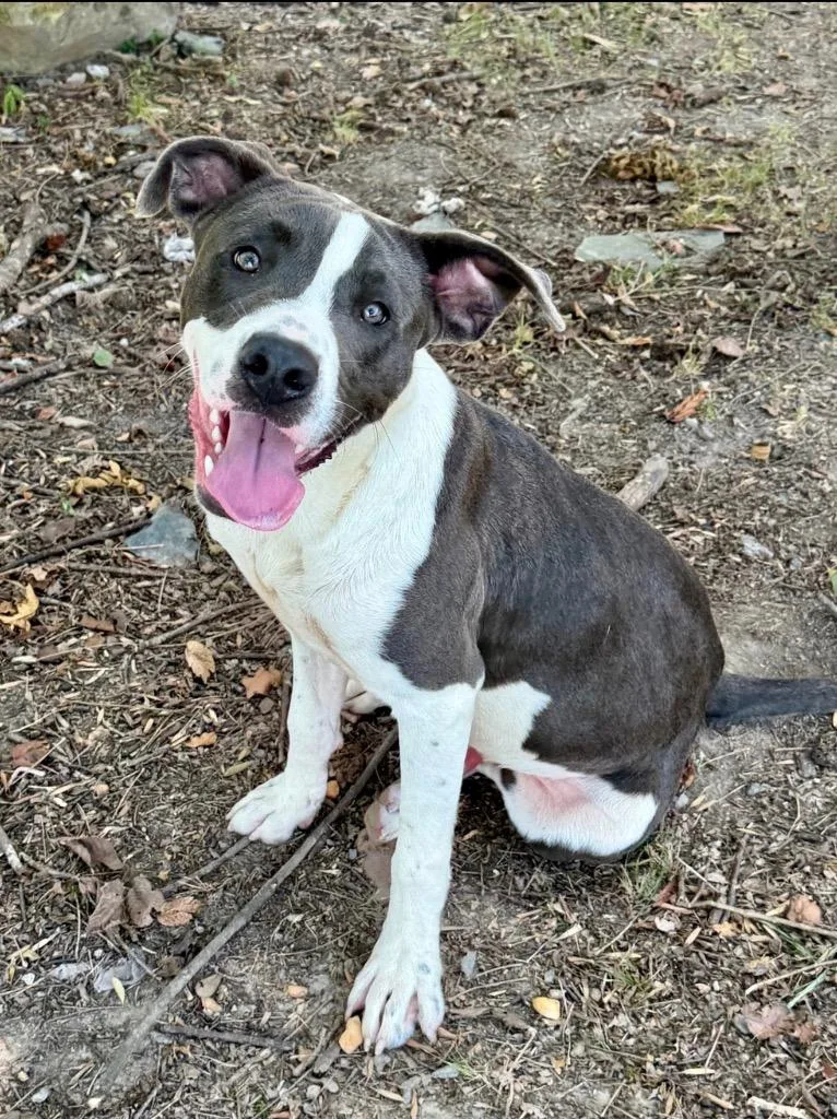 A young medium-sized male Pit Bull Terrier dog named Parker for adoption in Little Rock, AR