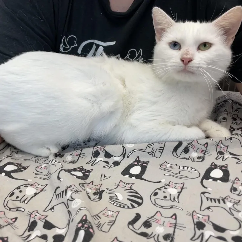 A senior medium-sized female White Domestic Short Hair cat named MoonPie for adoption in Port Richey, FL