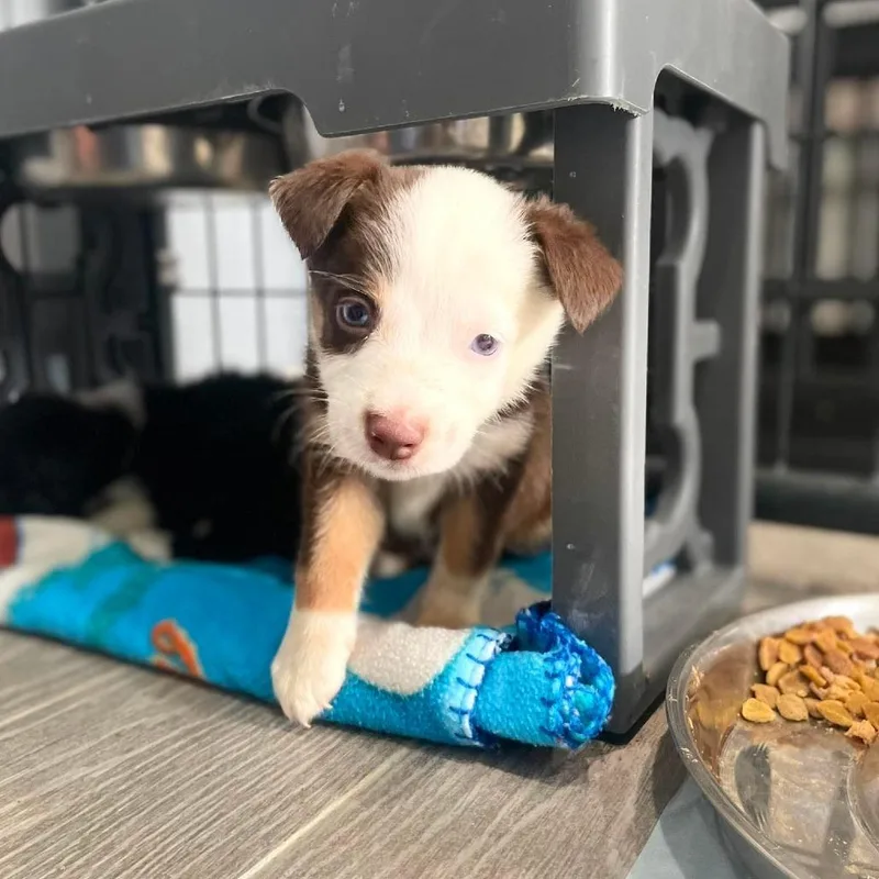 A baby small-sized female Black Border Collie dog named Java for adoption in Jackson, MO