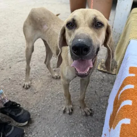 A young medium-sized male Hound dog named Cornelius for adoption in Austin, TX
