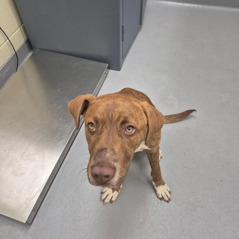 A young medium-sized male Brown / Chocolate Mixed Breed dog named Straybuenavistaroad for adoption in Columbus, GA