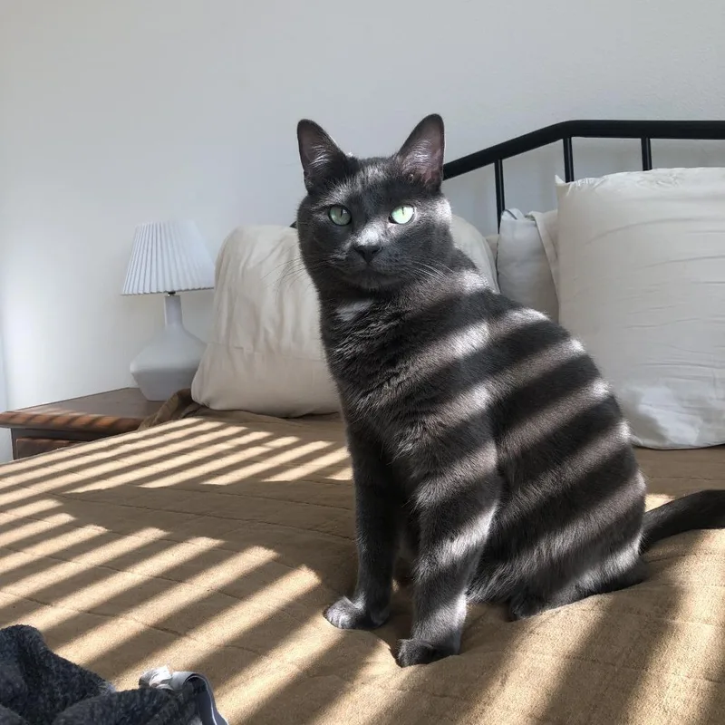 An adult small-sized male Gray / Blue / Silver Domestic Medium Hair cat named Mung Bean for adoption in Brea, CA