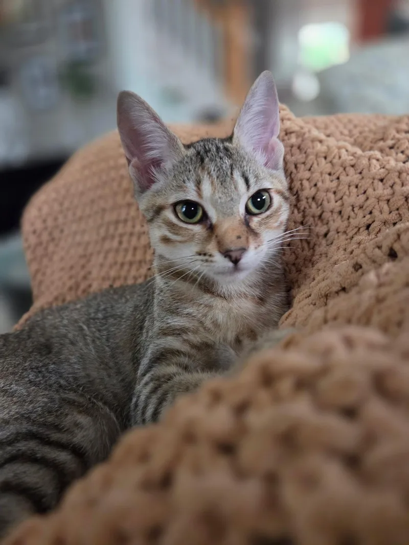 A baby medium-sized female Tabby (Brown / Chocolate) Domestic Short Hair cat named Cupcake for adoption in Jacksonville, FL