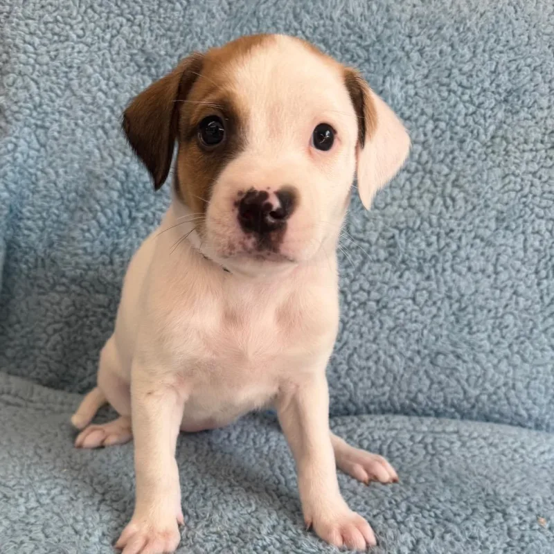 A baby medium-sized female White / Cream Cattle Dog dog named Daphne for adoption in St. Peters, MO