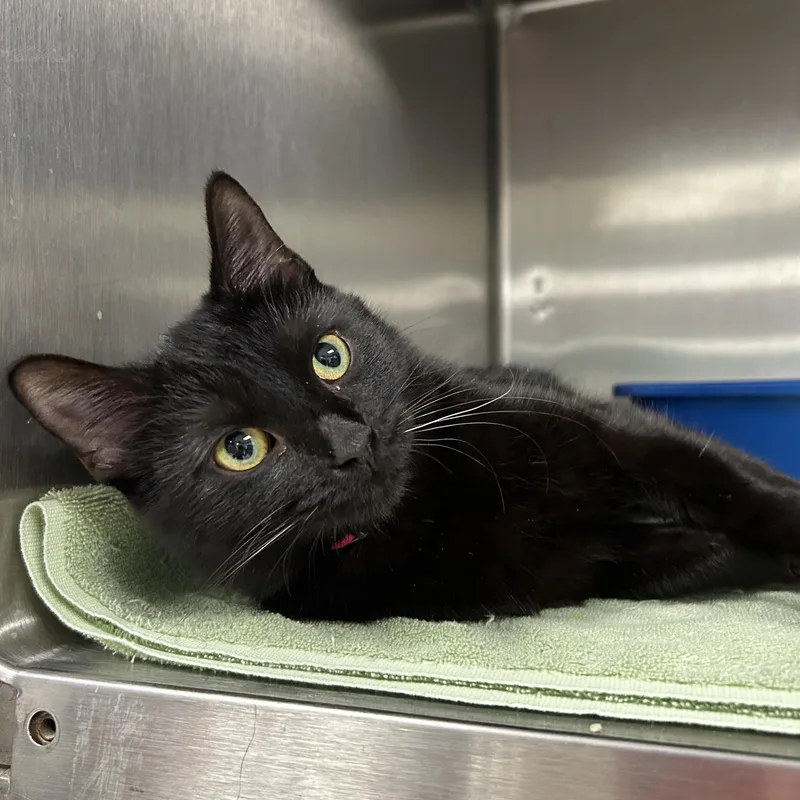 A young medium-sized female Black Domestic Short Hair cat named Django for adoption in La Grange Park, IL