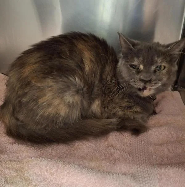 An adult small-sized female Domestic Short Hair cat named Snuggle Bugs for adoption in Vancouver, WA