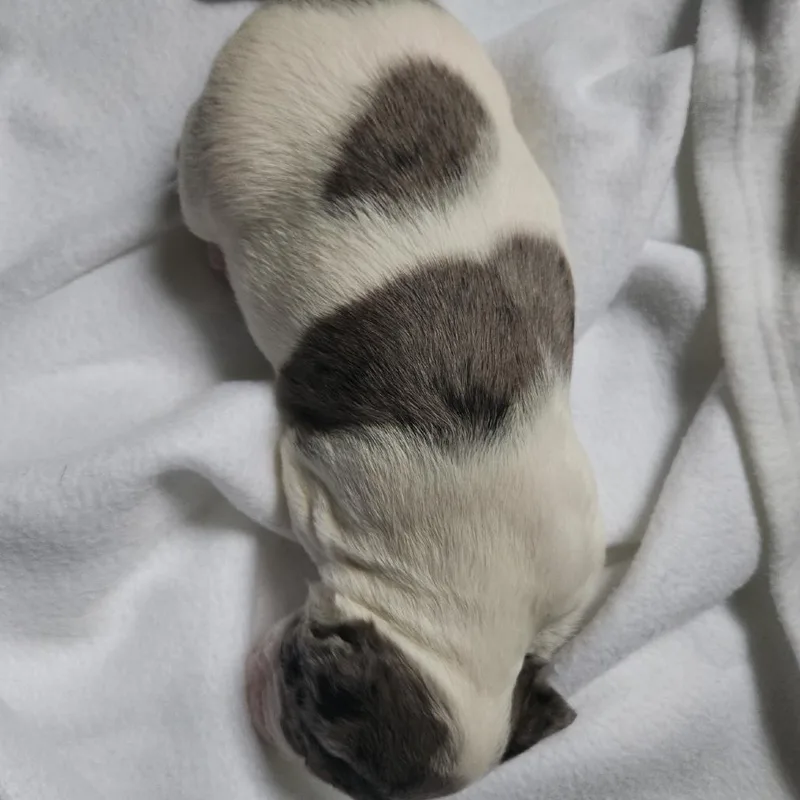 A baby small-sized female White / Cream Beagle dog named Butterfly for adoption in Rockville, MD