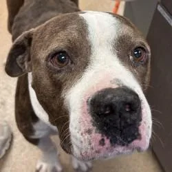 An adult medium-sized male Pit Bull Terrier dog named Junior for adoption in Brenham, TX