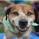 An adult medium-sized female Brown / Chocolate Labrador Retriever dog named Maui for adoption in Hagerstown, MD