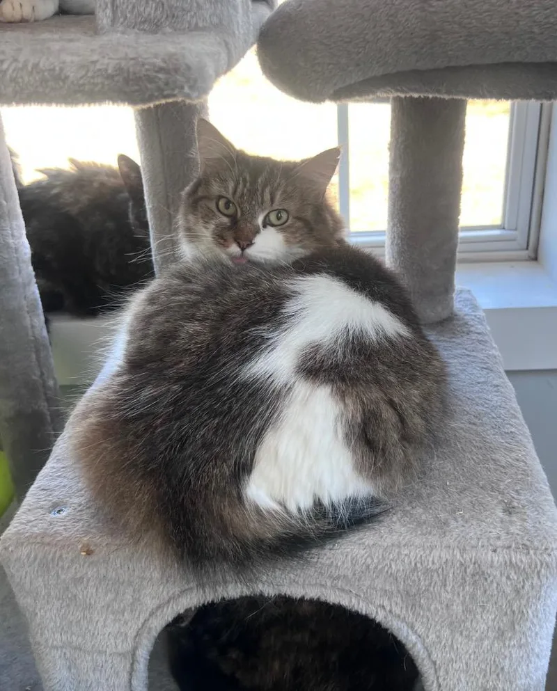 An adult medium-sized female Domestic Short Hair cat named Missy Mae for adoption in Windsor, CT