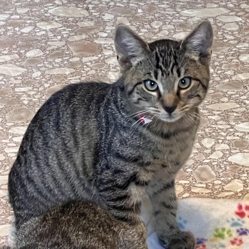 Friedrick & Hans thumbnail 2