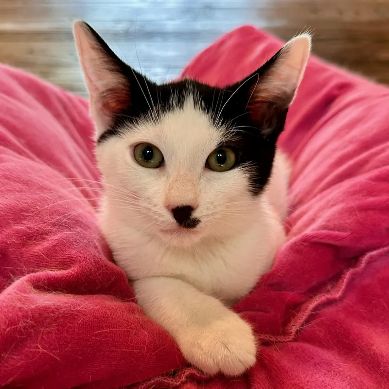 A baby medium-sized male White Domestic Short Hair cat named Morpheus for adoption in East Brunswick, NJ