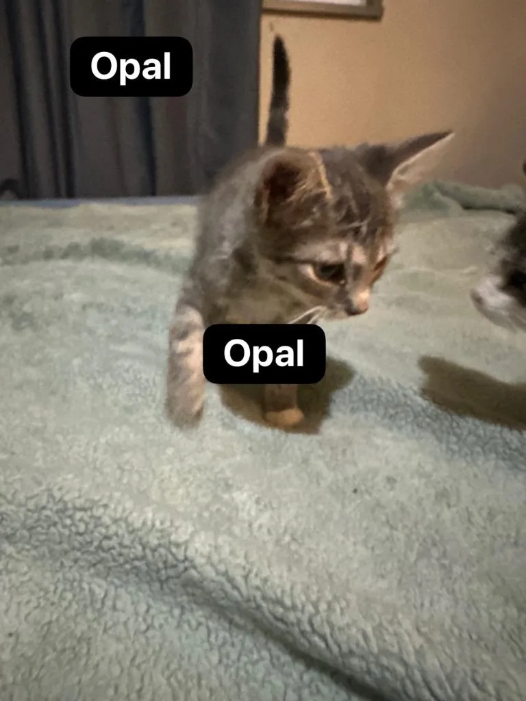 Opal thumbnail 6