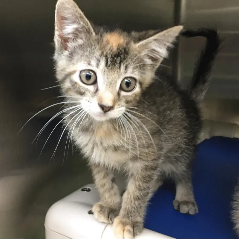 An adult medium-sized female Torbie Domestic Short Hair cat named Egg Mcmuffin for adoption in Springfield, IL