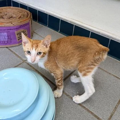 A baby small-sized male Domestic Short Hair cat named Cheese Doodle for adoption in Honolulu, HI