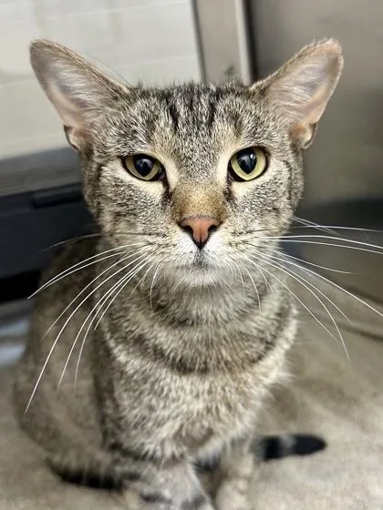 A young medium-sized female Buff / Tan / Fawn Domestic Short Hair cat named Bambi for adoption in Wichita, KS