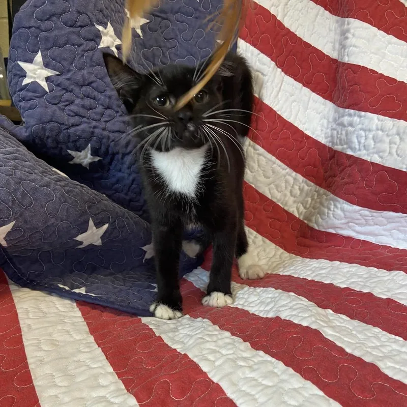 A baby small-sized female Black Domestic Short Hair cat named Magpie for adoption in Columbus, NC