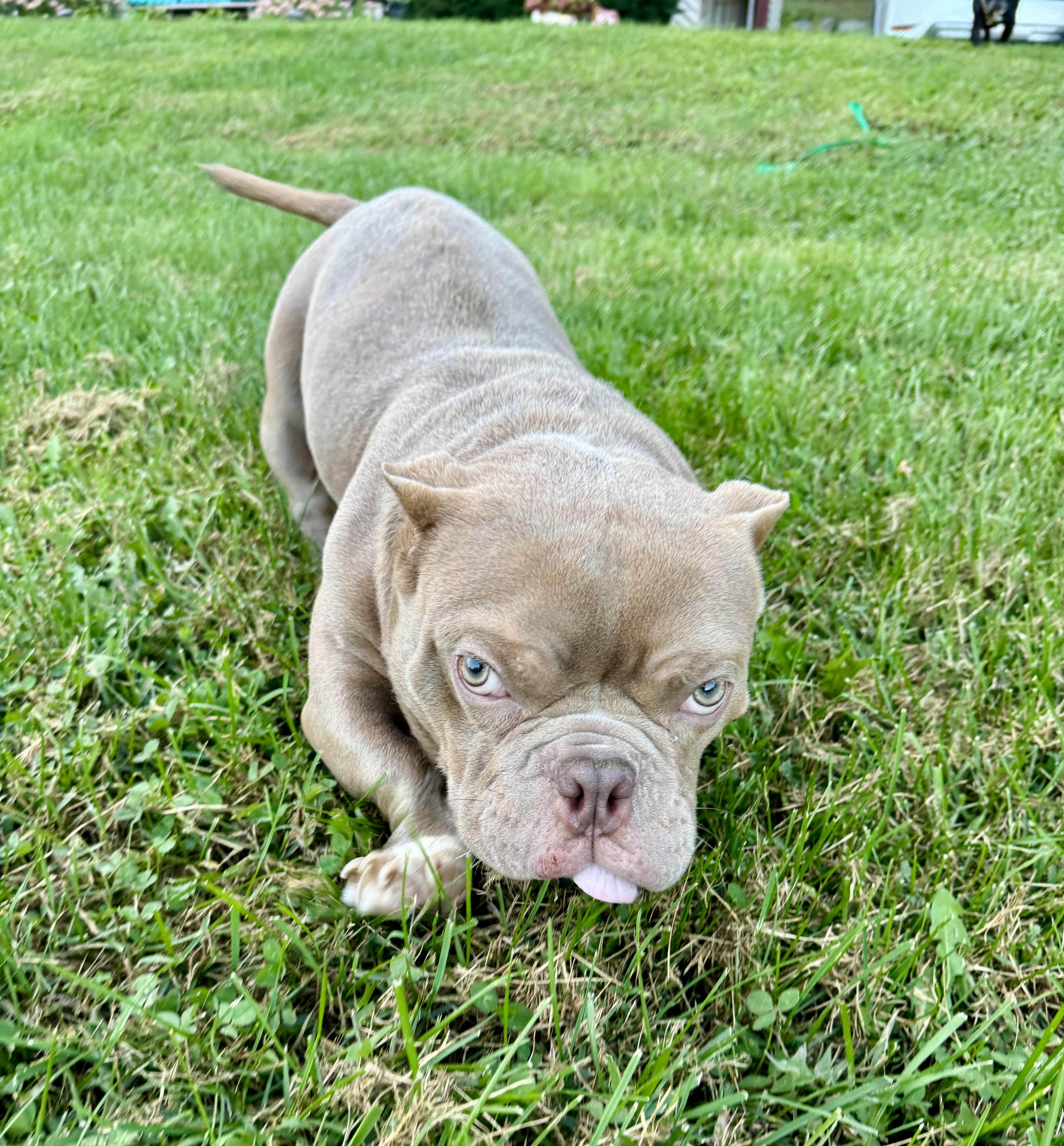 A young medium-sized male Bulldog dog named Oswald for adoption in North Freedom, WI