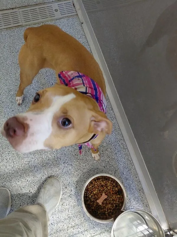 A young medium-sized female Brown / Chocolate Staffordshire Bull Terrier dog named Zina for adoption in bellefontaine, OH