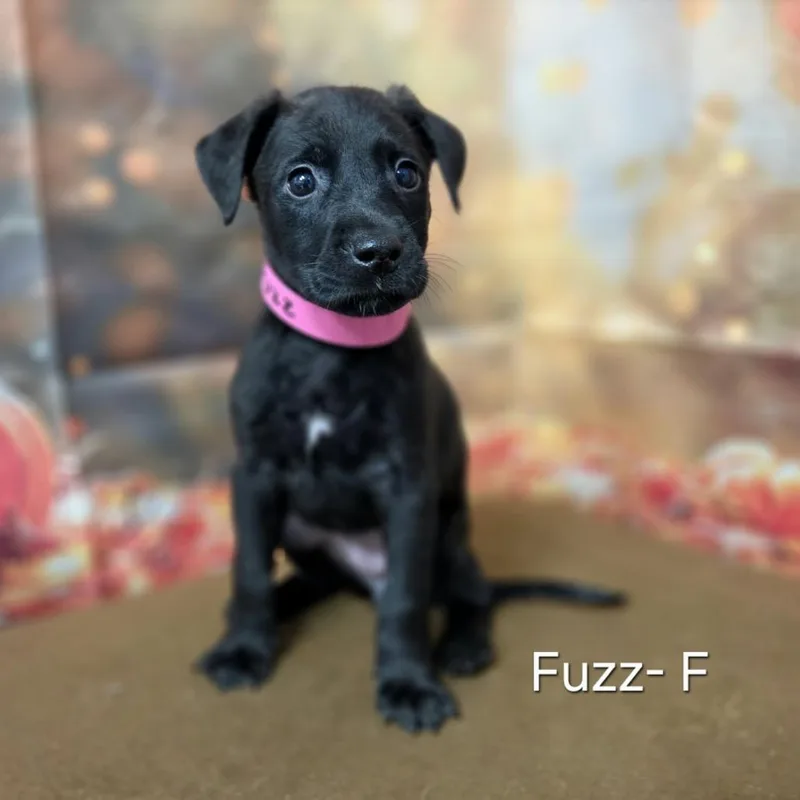 A baby medium-sized female Retriever dog named Fuzz for adoption in Griswold, CT