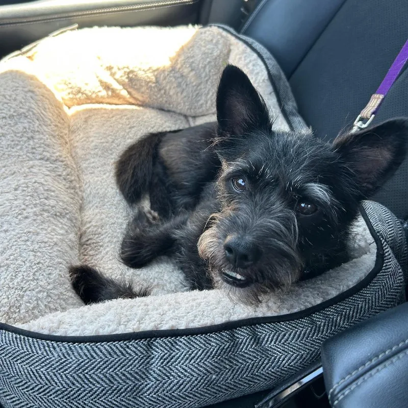 A senior small-sized male Black Terrier dog named Scottie for adoption in North Hollywood, CA