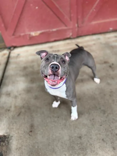 An adult large-sized female Pit Bull Terrier dog named Lentil for adoption in Charlotte, NC