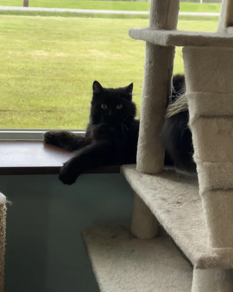 A young medium-sized female Black Domestic Medium Hair cat named Farrah & Jayz for adoption in Seneca, PA
