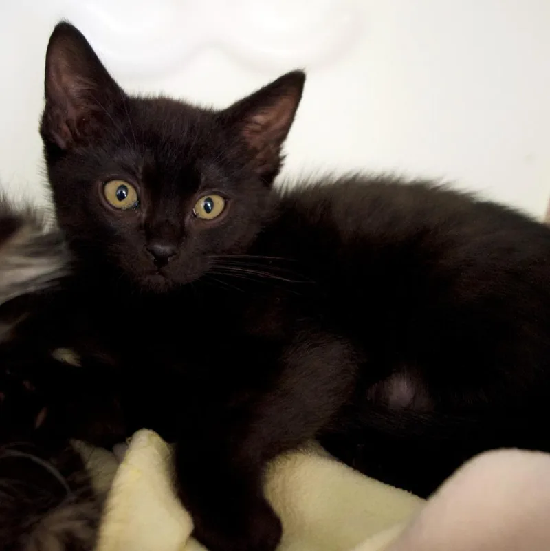 A baby medium-sized male Domestic Short Hair cat named Justin Magnolia for adoption in Shoreline, WA