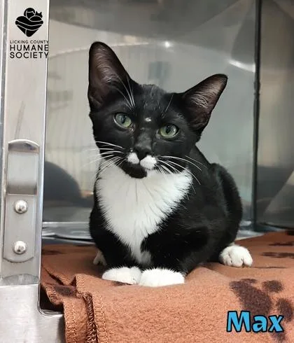 A baby small-sized male Domestic Short Hair cat named Max for adoption in Heath, OH